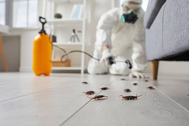 Commercial Rodent Management in West Memphis